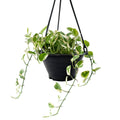 Epipremnum Enjoy (Clump / Hanging Pot)