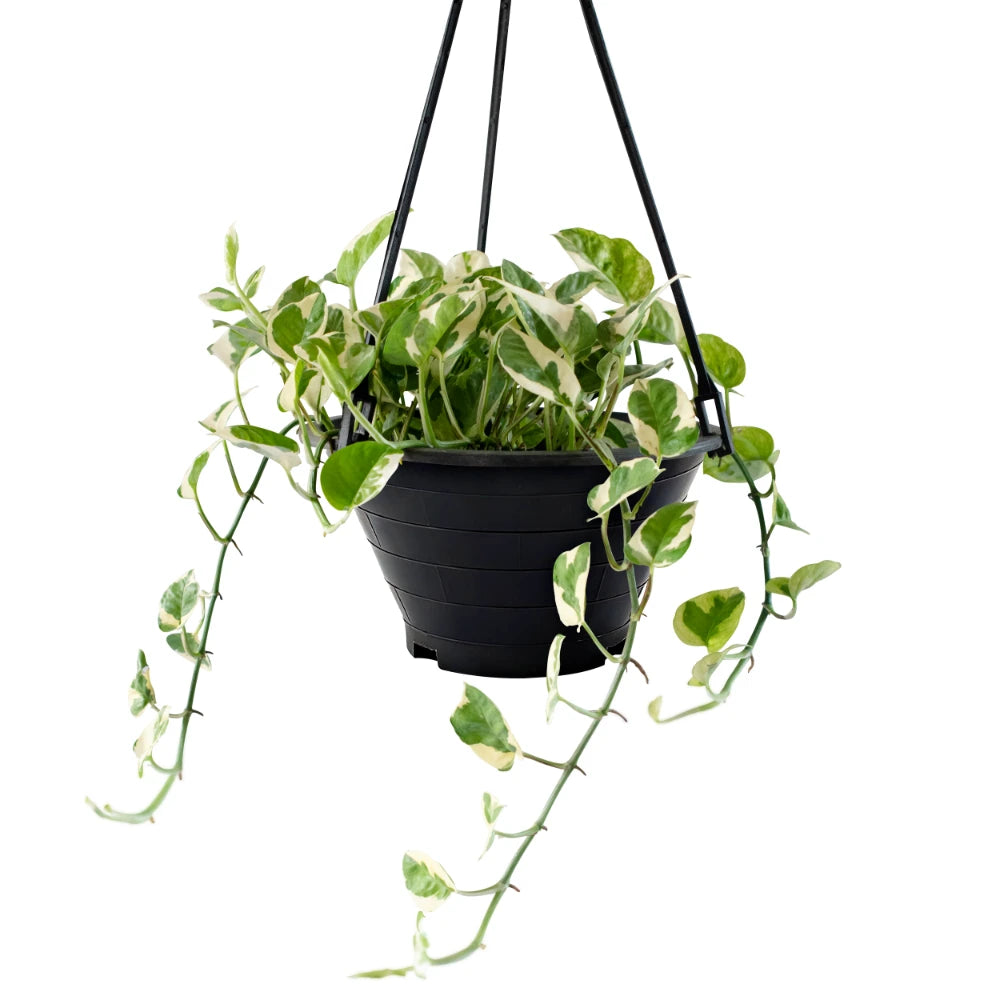 Epipremnum Enjoy (Clump / Hanging Pot)