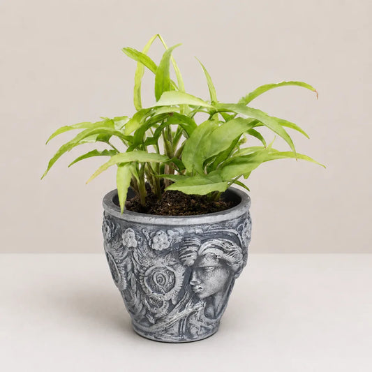 Arabella Planter Cover