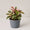 Peperomia Tricolour