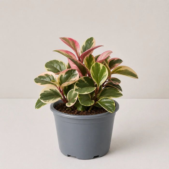 Peperomia Tricolour