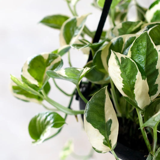 Epipremnum Enjoy (Clump / Hanging Pot)