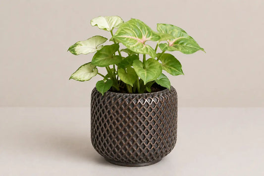 Harbor Planter Cover