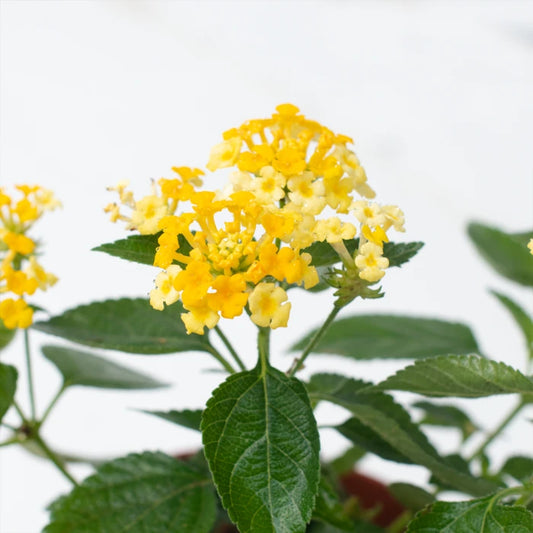 Yellow Lantana