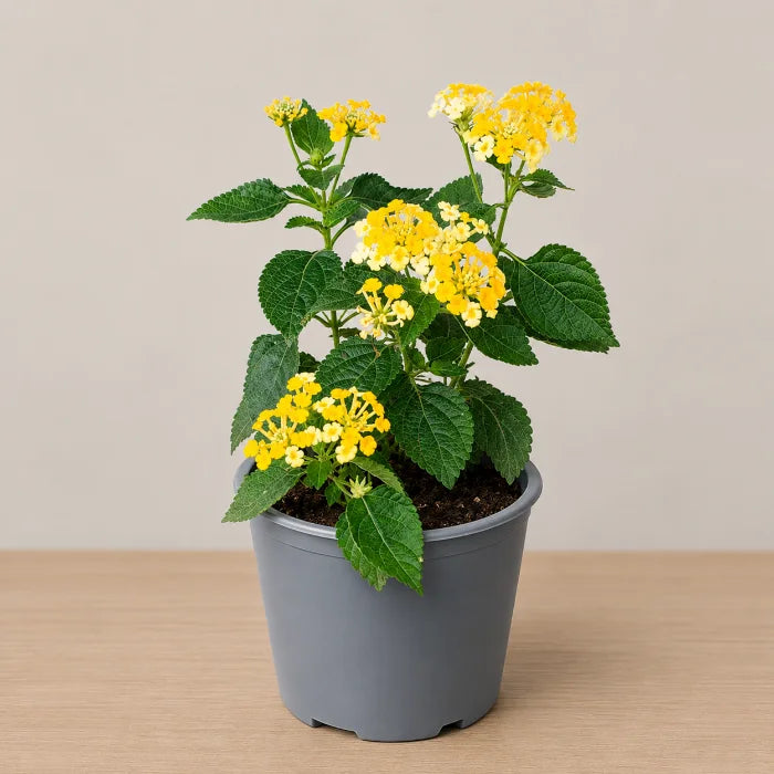Yellow Lantana