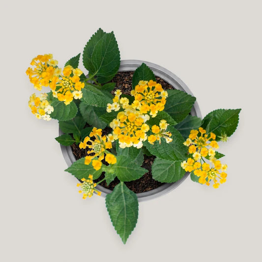 Yellow Lantana