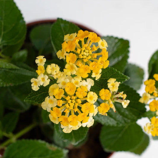 Yellow Lantana