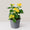 Yellow Lantana