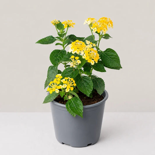 Yellow Lantana