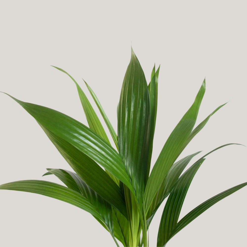 Areca (Clump of 4-5 Seedlings)