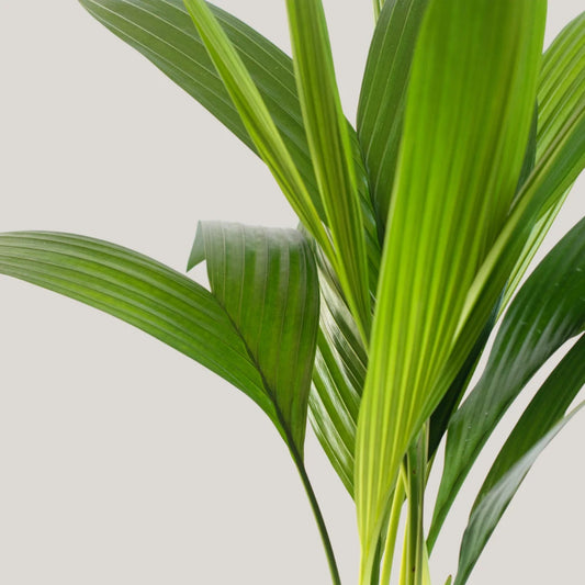 Areca (Clump of 4-5 Seedlings)