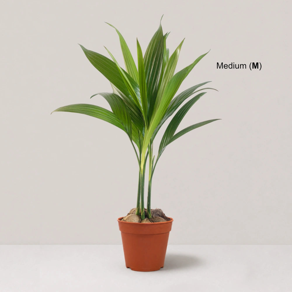 Areca (Clump of 4-5 Seedlings)