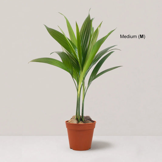 Areca (Clump of 4-5 Seedlings)