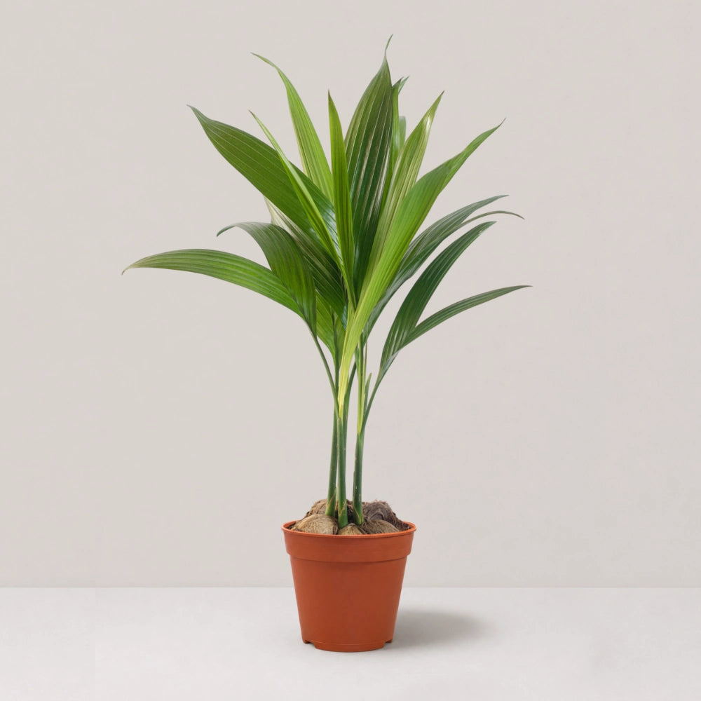 Areca (Clump of 4-5 Seedlings)