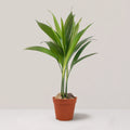 Areca (Clump of 4-5 Seedlings)