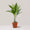 Areca (Clump of 4-5 Seedlings)