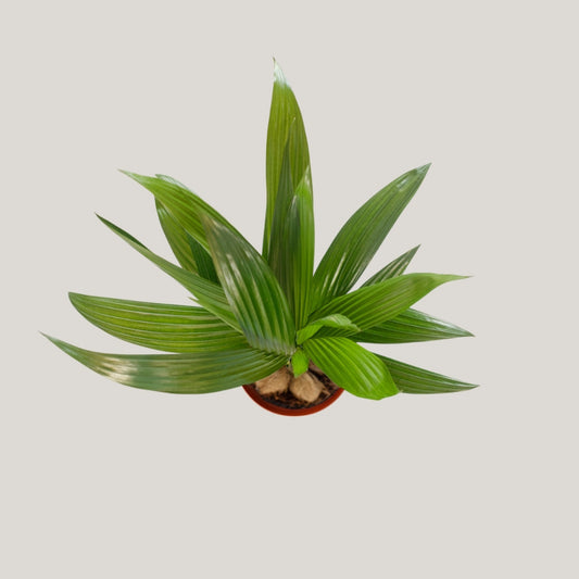Areca (Clump of 4-5 Seedlings)