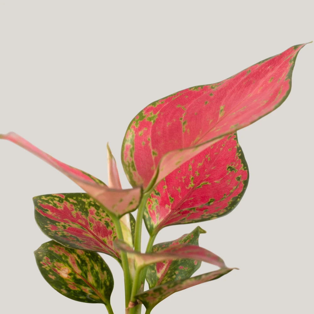 Aglaonema Red Venus