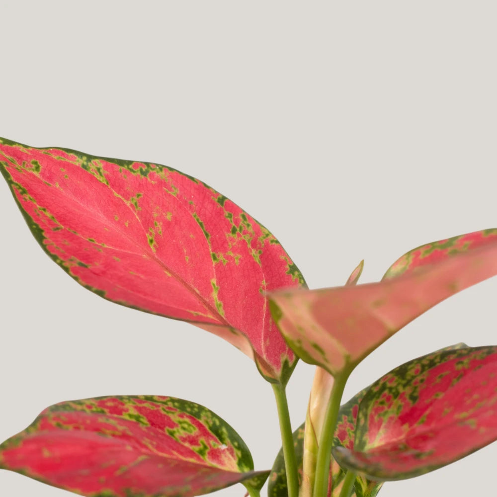 Aglaonema Red Venus