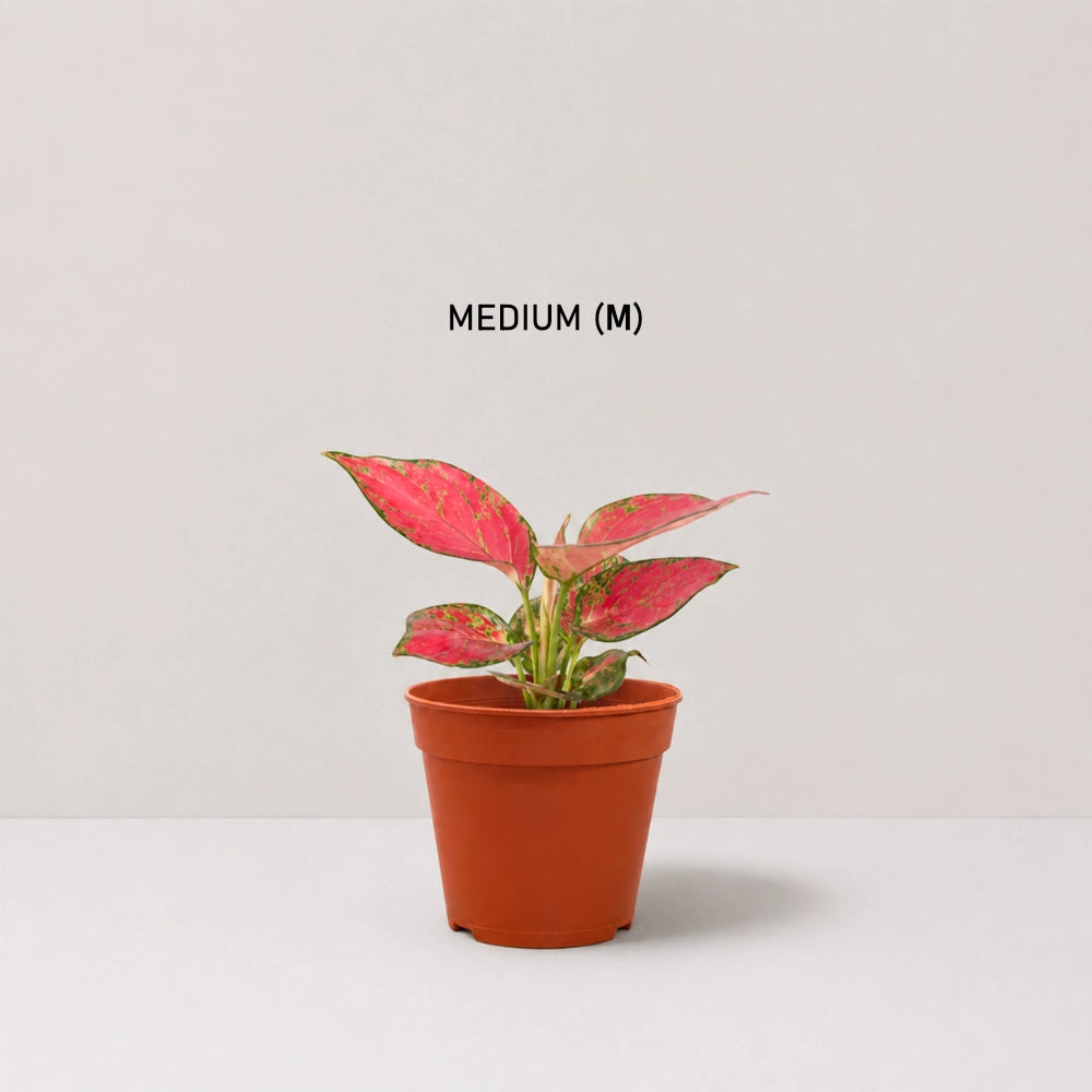 Aglaonema Red Venus