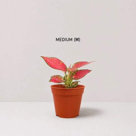 Aglaonema Red Venus