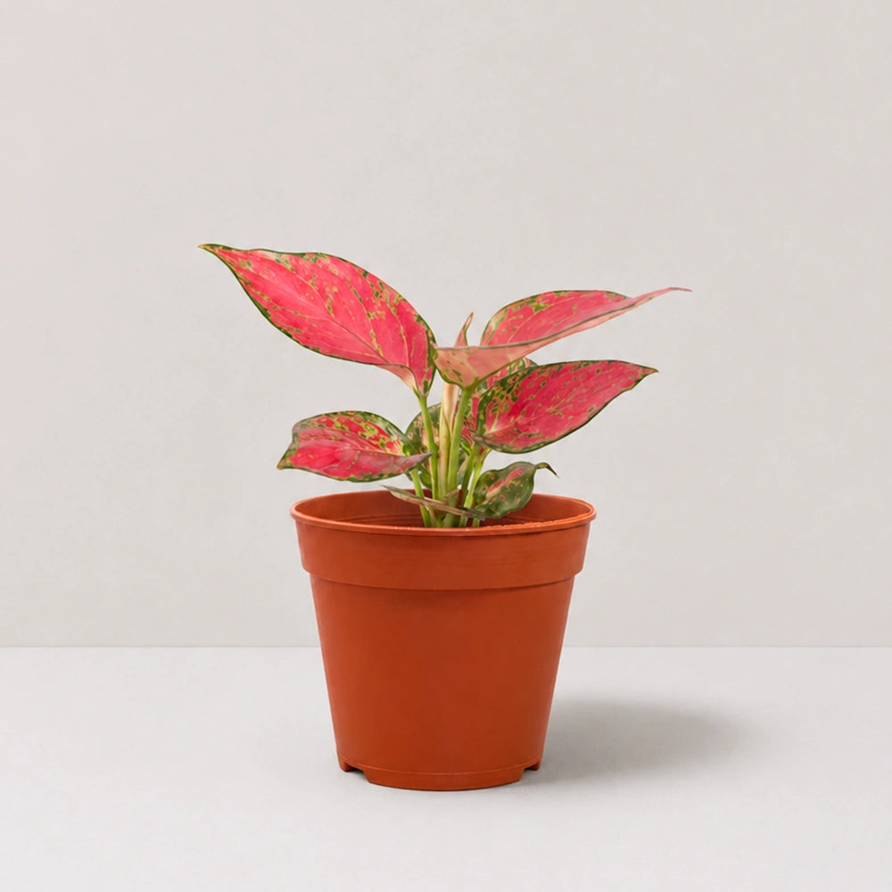 Aglaonema Red Venus