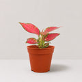 Aglaonema Red Venus
