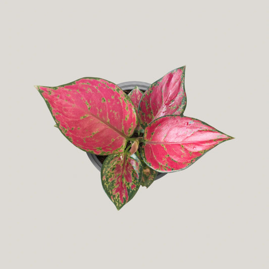 Aglaonema Red Venus