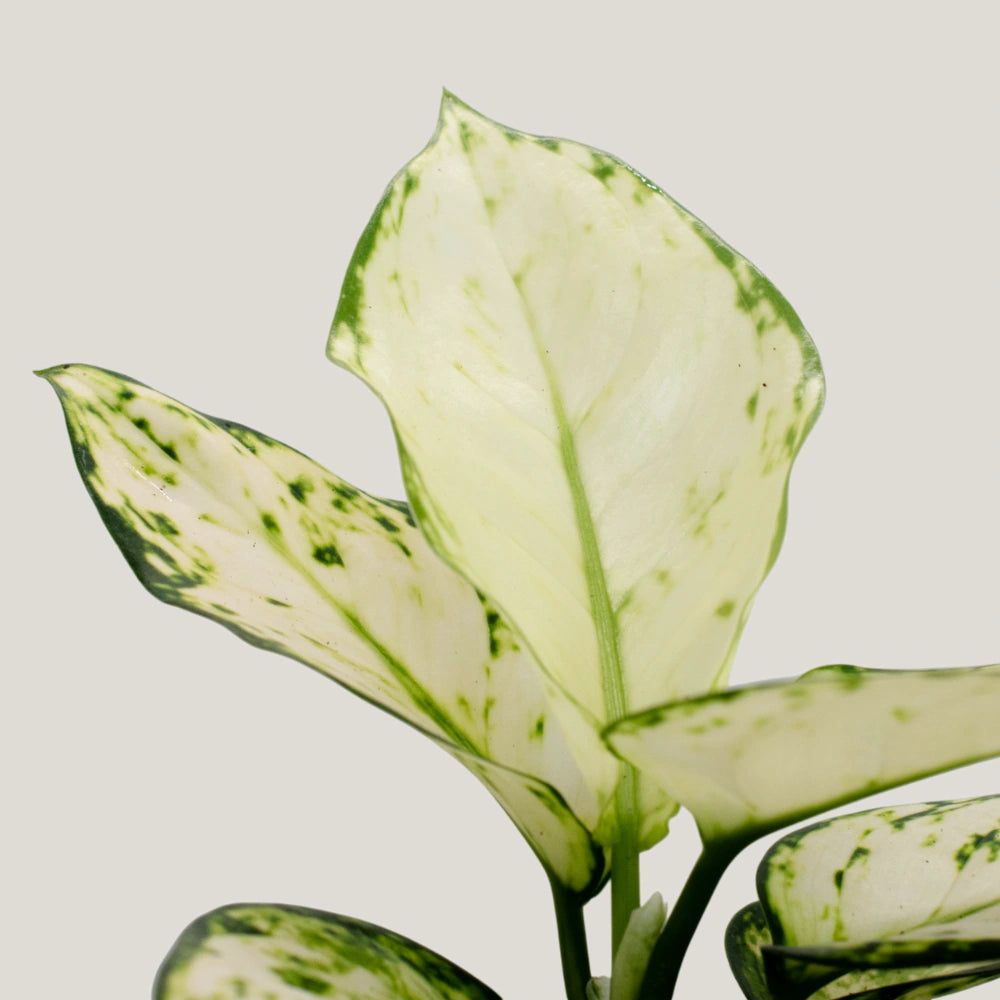 Aglaonema Pearl White