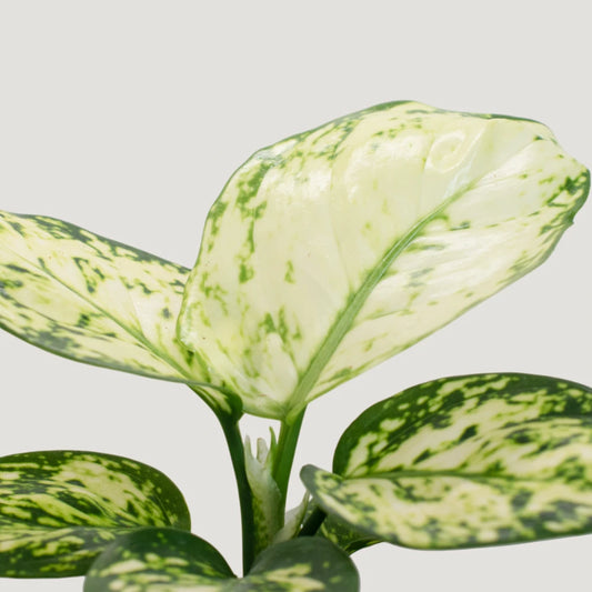 Aglaonema Pearl White