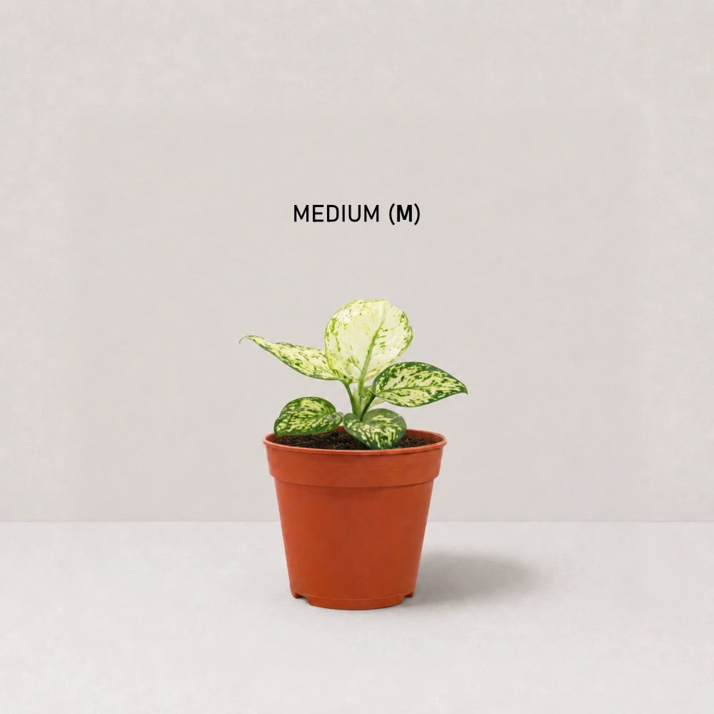 Aglaonema Pearl White