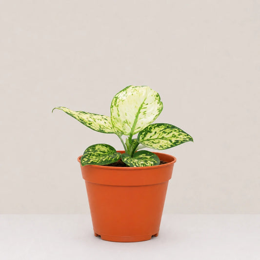 Aglaonema Pearl White