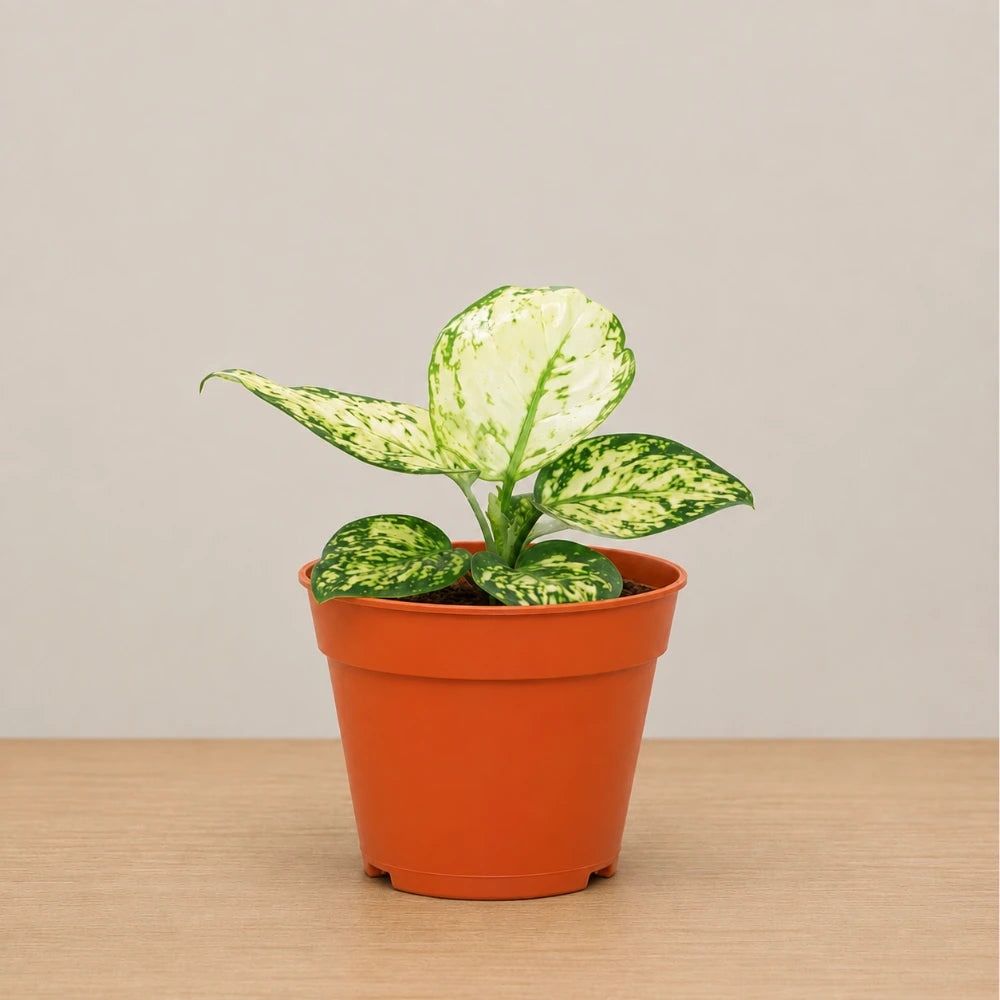 Aglaonema Pearl White