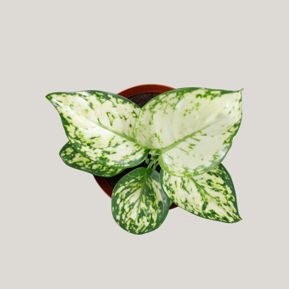 Aglaonema Pearl White