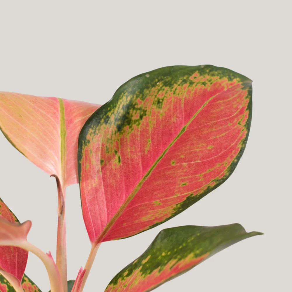 Aglaonema China Red