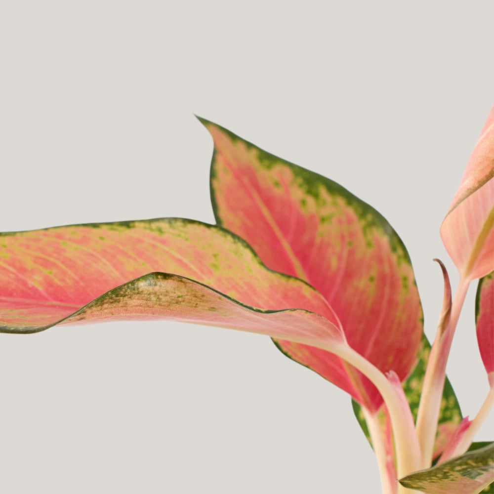 Aglaonema China Red