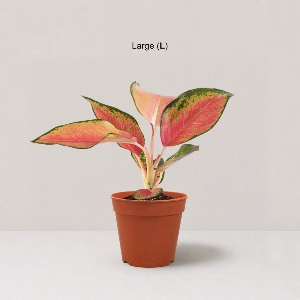 Aglaonema China Red
