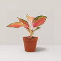 Aglaonema China Red