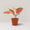 Aglaonema China Red