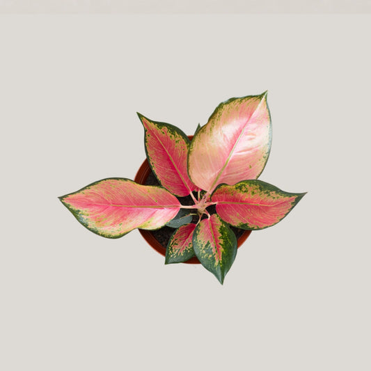 Aglaonema China Red