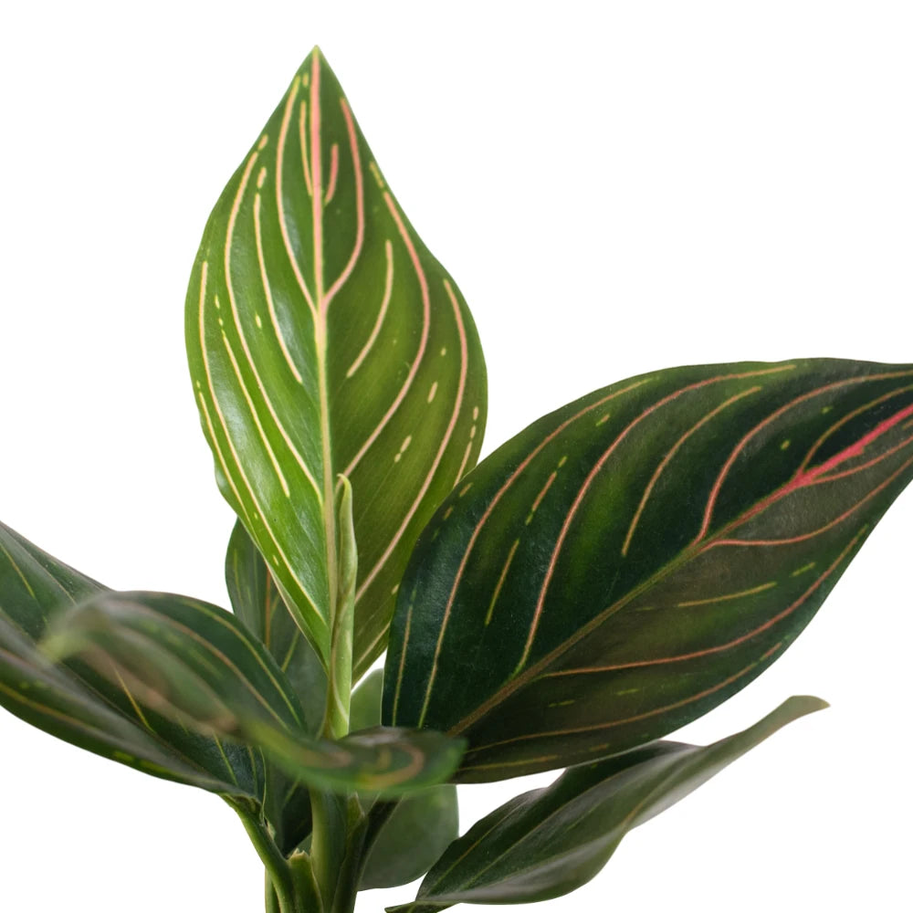 Aglaonema Red Vein