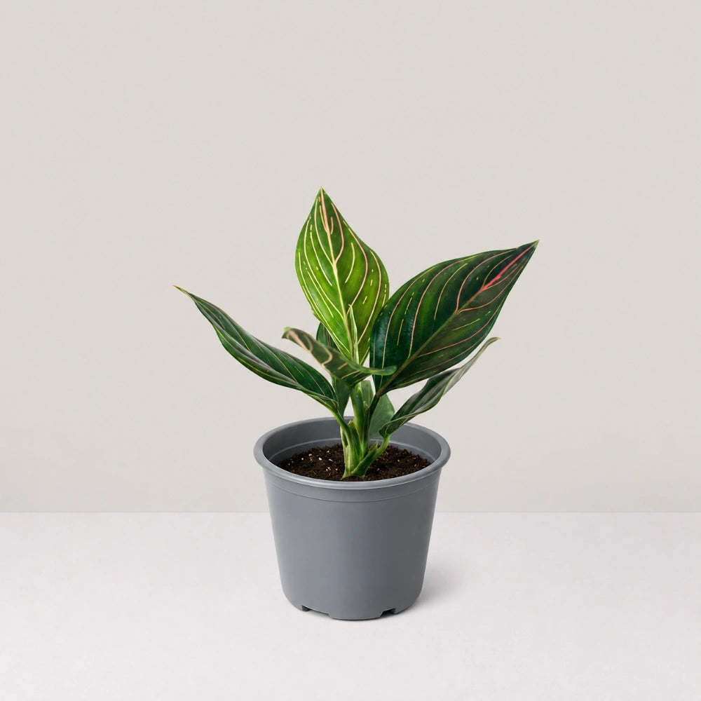 Aglaonema Red Vein