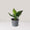 Aglaonema Red Vein