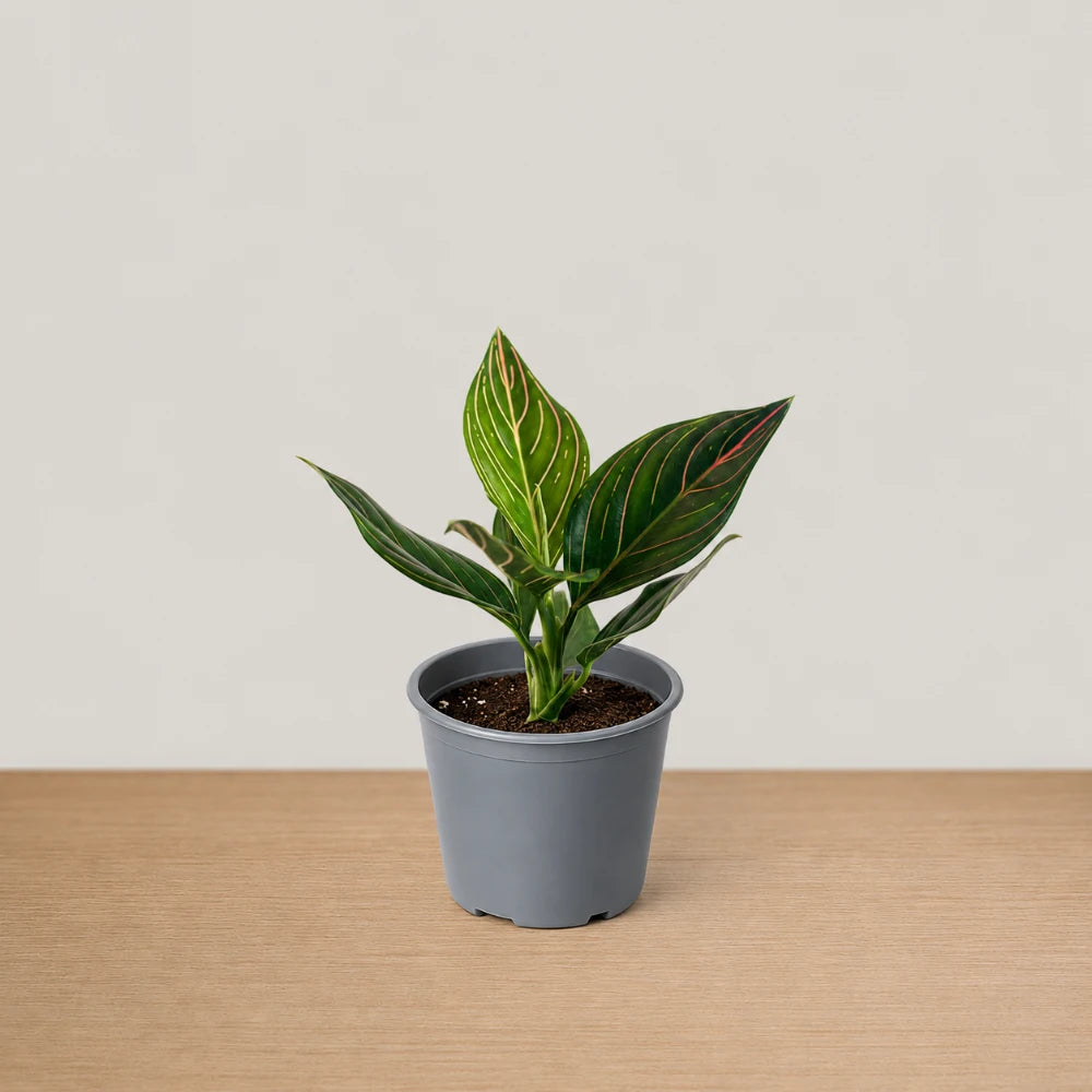 Aglaonema Red Vein