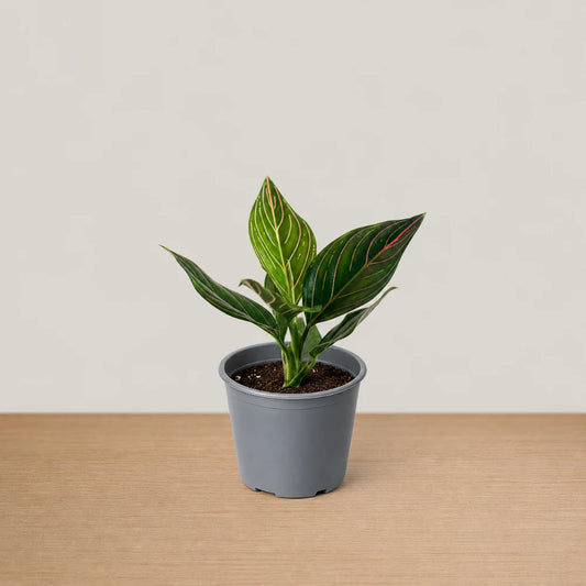 Aglaonema Red Vein
