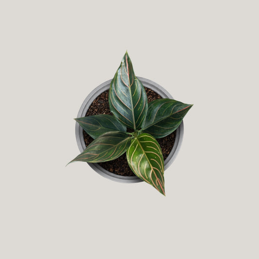 Aglaonema Red Vein