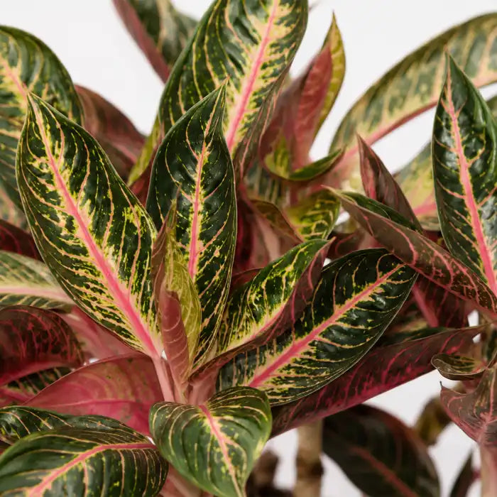 Aglaonema Pride of Sumatra