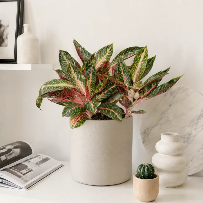 Aglaonema Pride of Sumatra