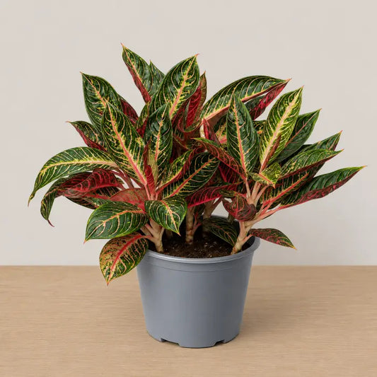 Aglaonema Pride of Sumatra