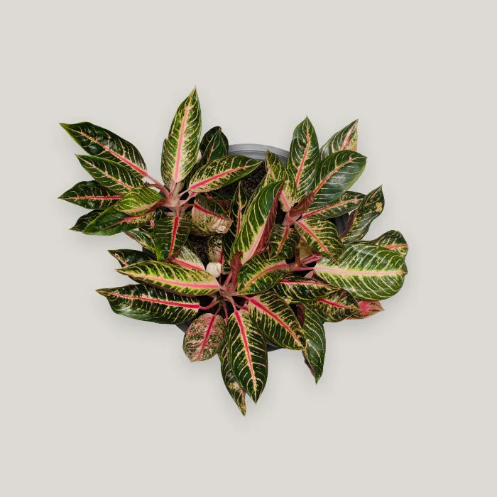 Aglaonema Pride of Sumatra